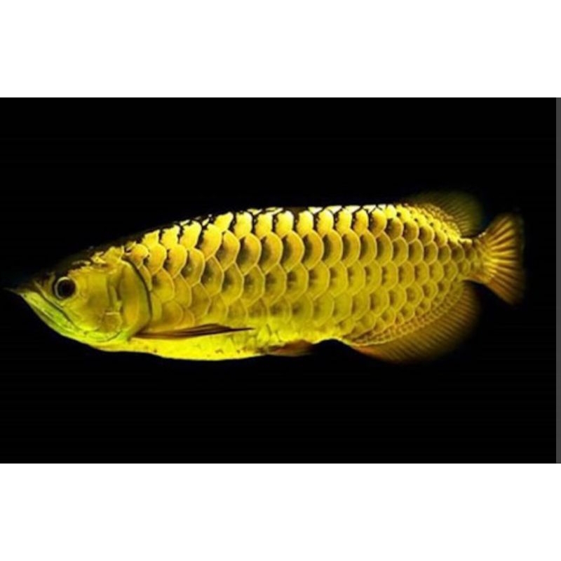 Hiasan Golden Red Crossback 24K Top Grade 18 - 20 CM