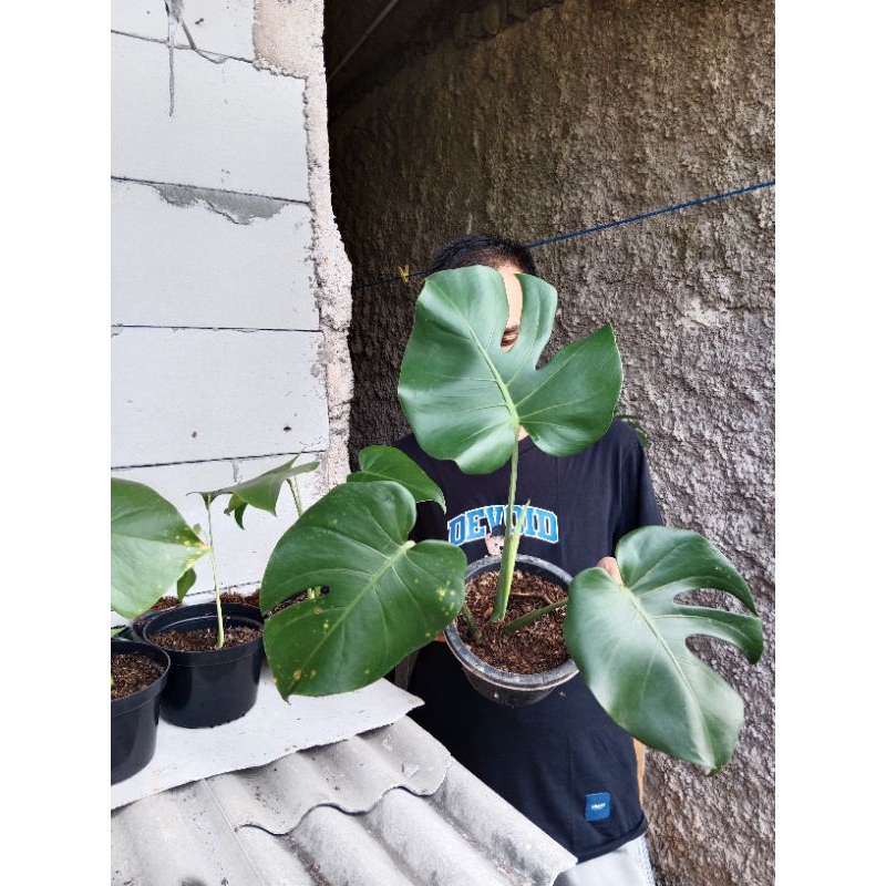 Anak Monstera Brazilian Form