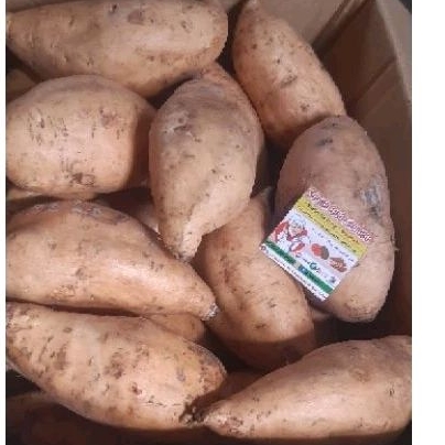 

Ubi mentah 1kg