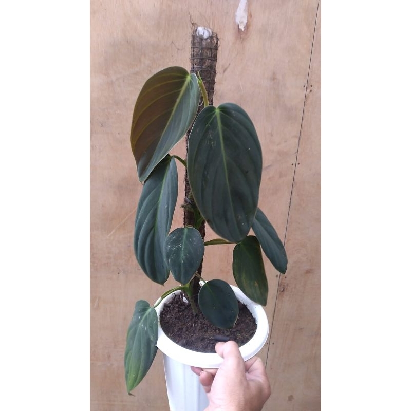 gigas/ phylodendron gigas