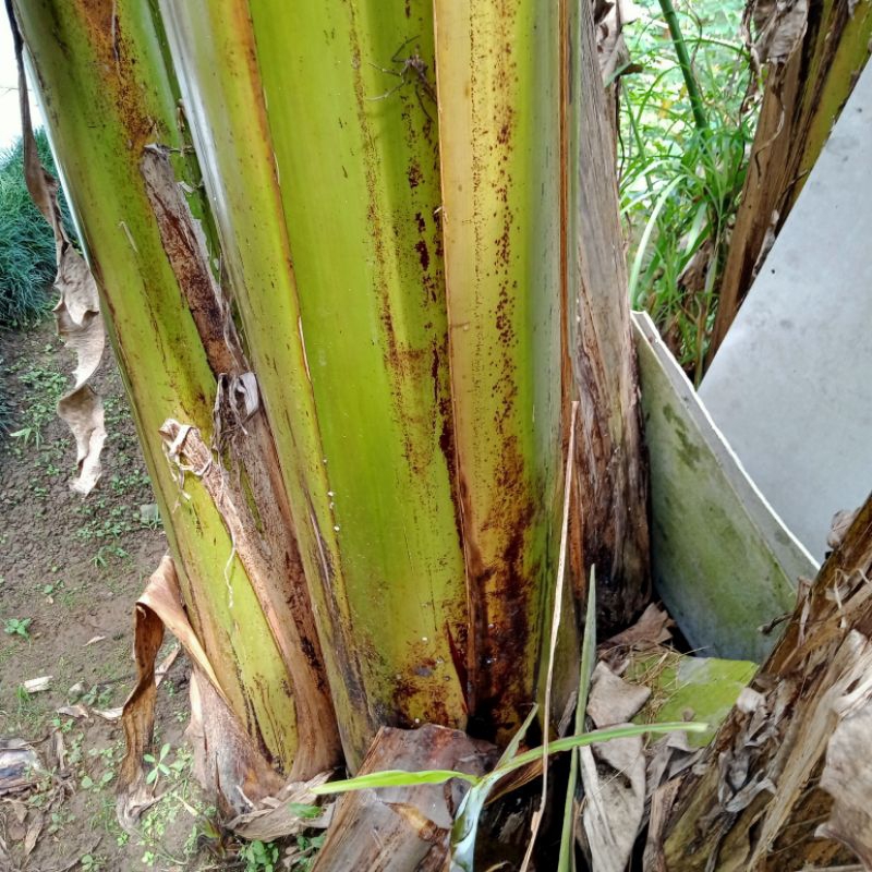 

Gedebog Pisang Segar 1 Kg