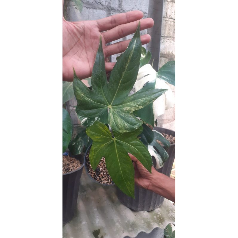 anthurium pedator/anthurium jari variegata