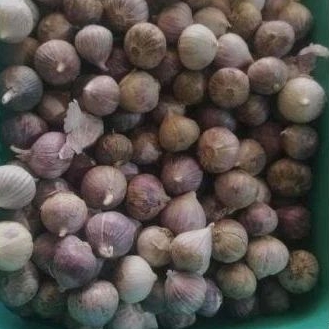 

BAWANG PUTIH TUNGGAL BERAT 500 GRM SEDENG