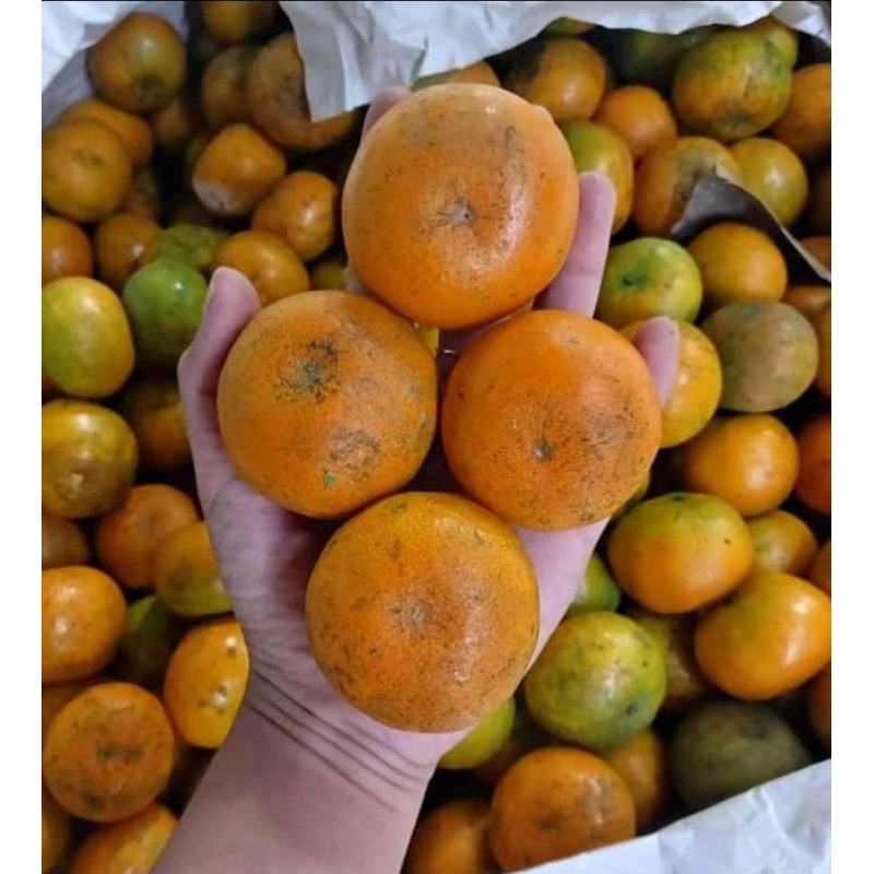 

Jeruk Medan 1kg