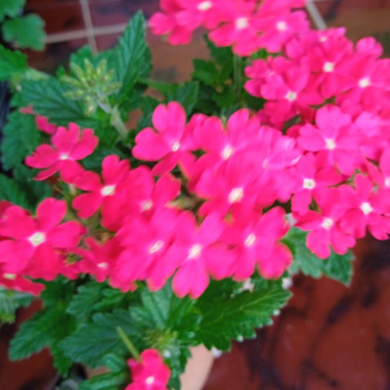 Verbena pink tanaman hias bunga verbena bunga pink