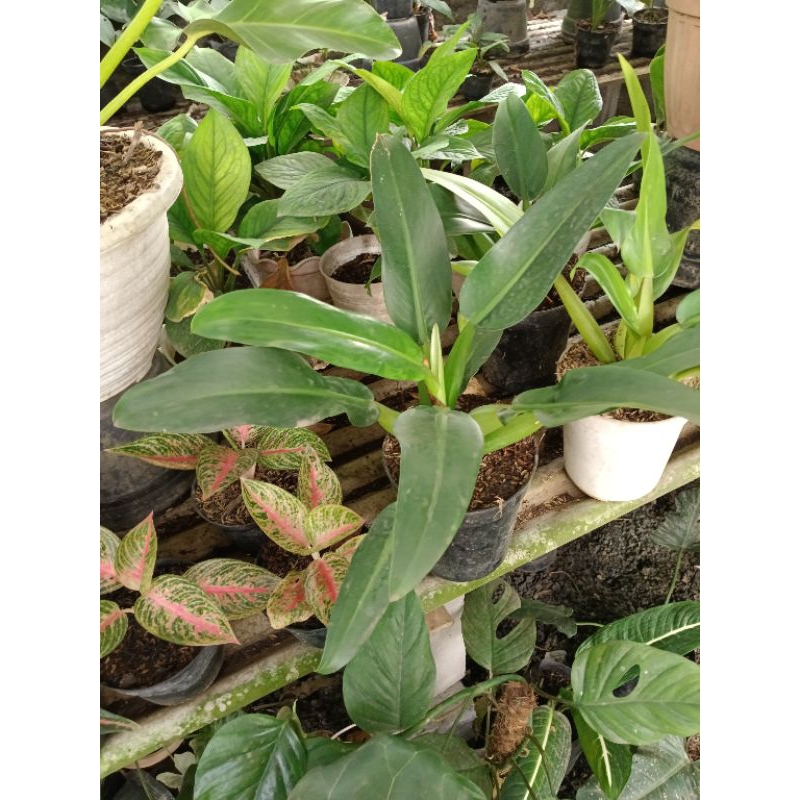 TANAMAN HIAS PILO KATAK PHILODENDRON
