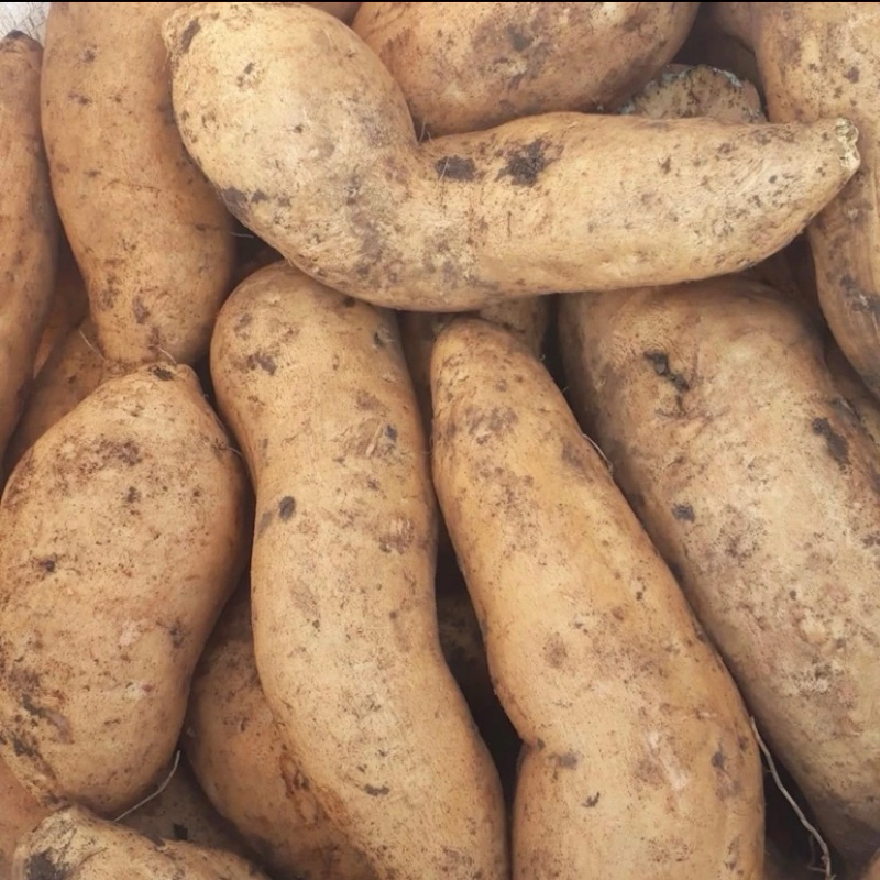 

ubi cilembu masu asli sumedang fresh