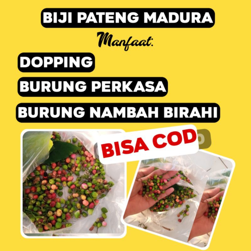 

Buah Pateng Madura Stamina Joss Merpati