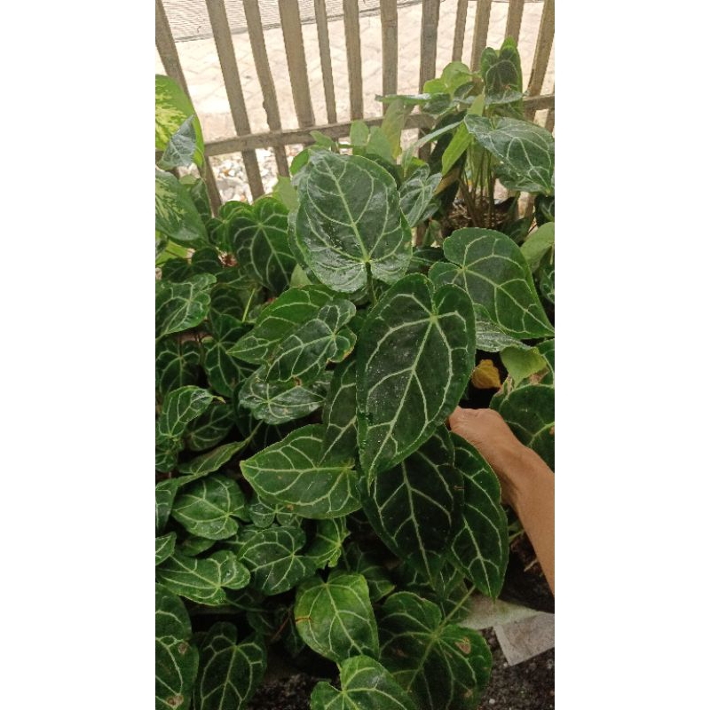 BUNGA HIAS KUPING GAJAH MINI RIMBUN