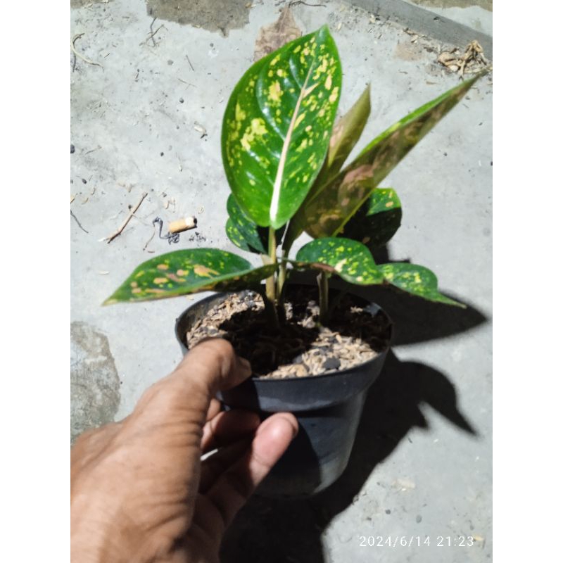 aglonema ruby compacta