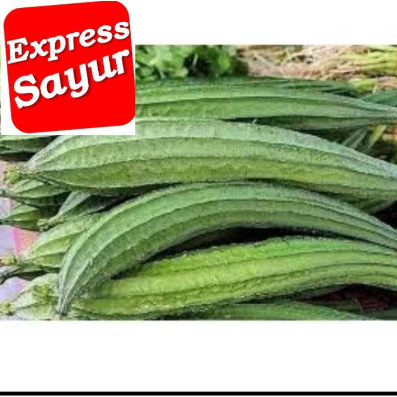 

Oyong/Gambas 500 gram