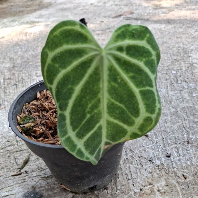 anthurium king clarinervium hybrid