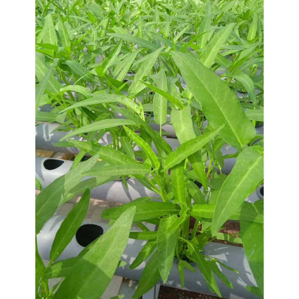 

Kangkung