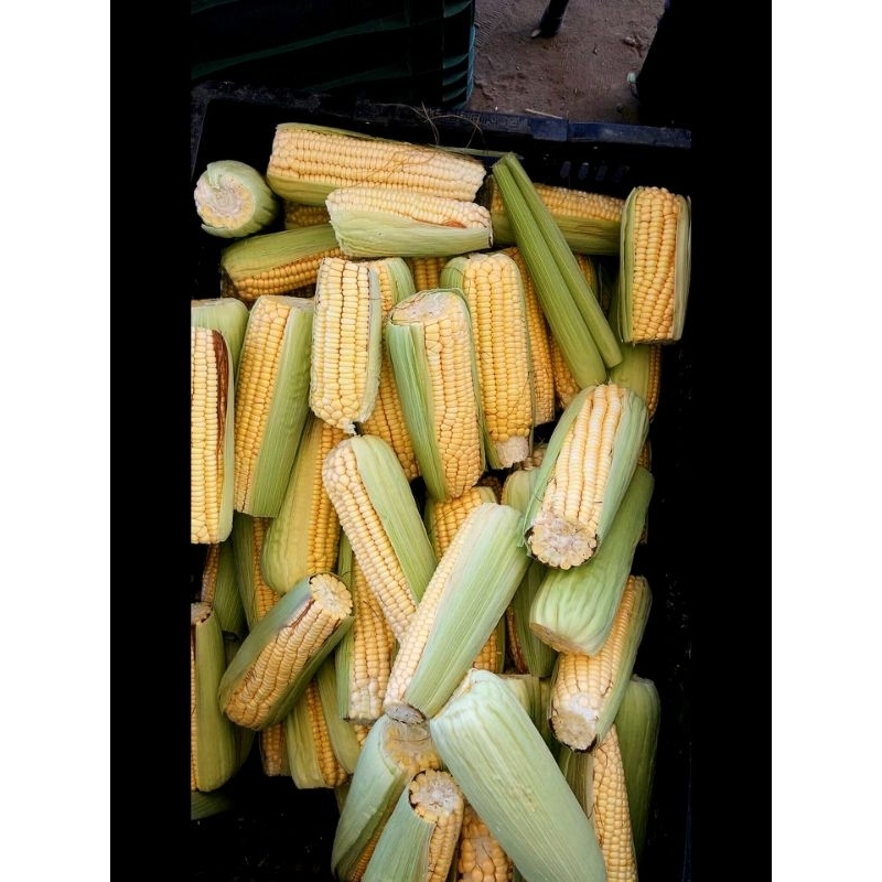

Jagung Madu