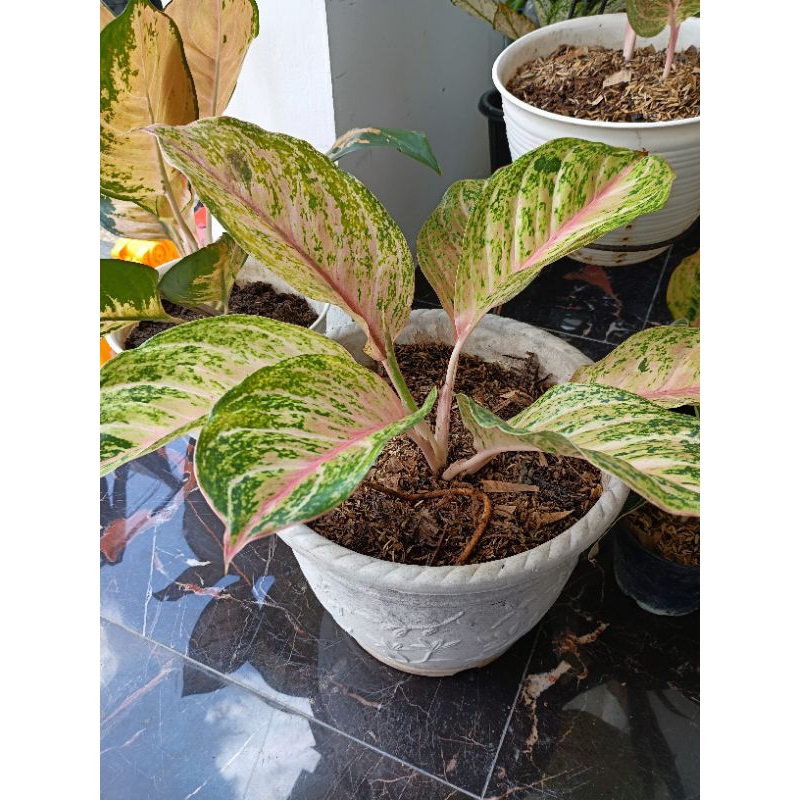 Aglonema Bidadari Dewasa Jumbo