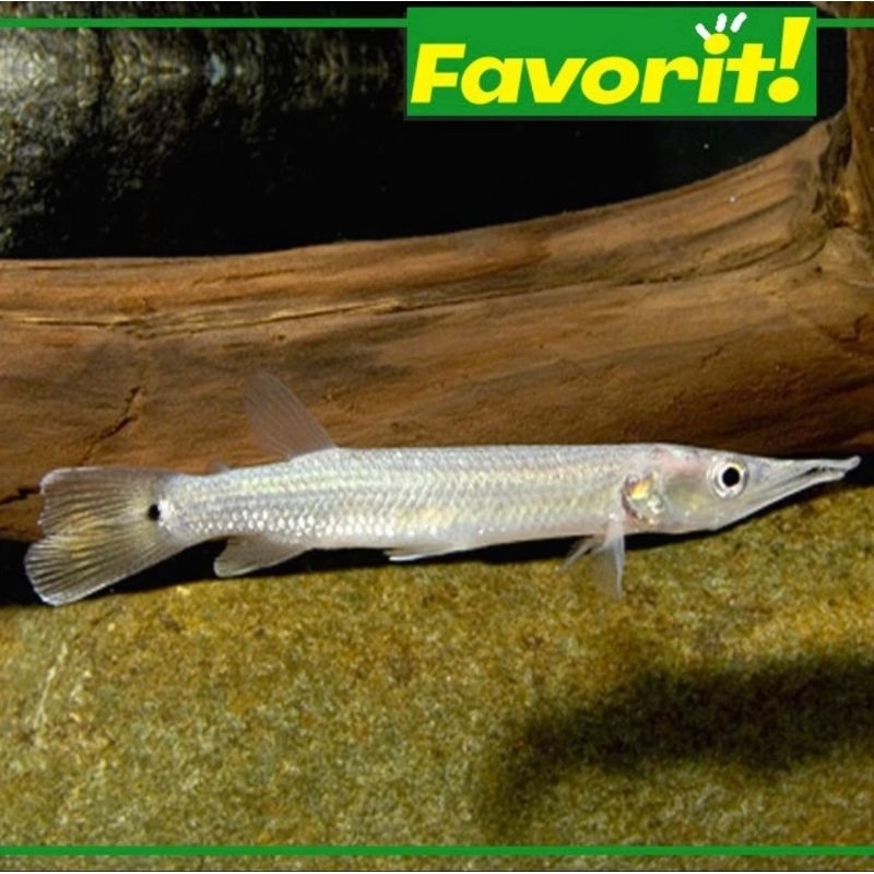 Baracuda Air Tawar Ikan Hias Hujeta Gar Hiasan Aquarium Aquascape