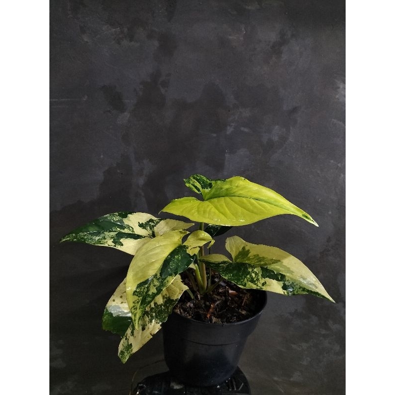 syngonium yellow variegated