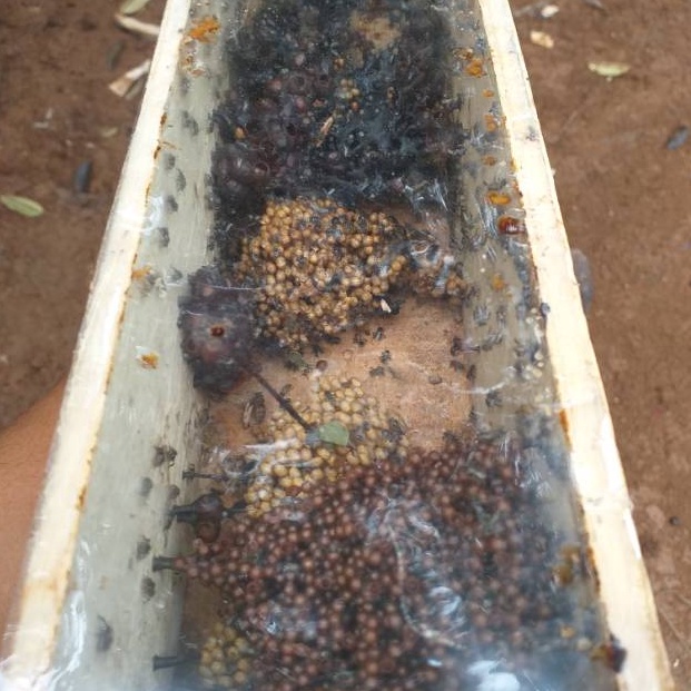 sarang bibit lebah klancengtrigona klanceng super KODE Y6T5