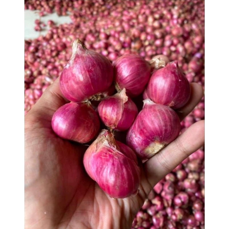 

Bawang merah bima