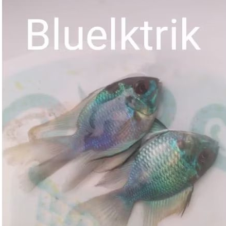 Ramirazy Blue Elektrik Slayer Good Tail Sepasang Produktif - AQUARIUM