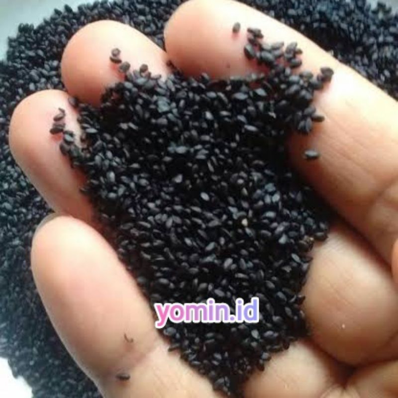 

Biji Selasih/ Selasih Hitam
