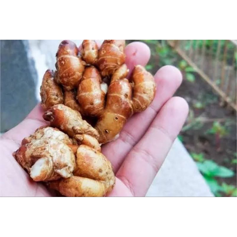 

KENCUR SUPER DADAKAN per 200 gr