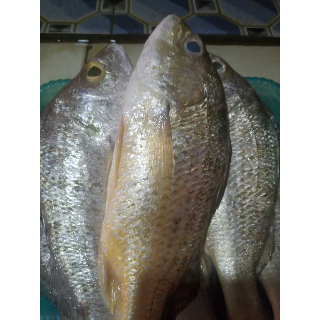 

Ikan Kakap Putih Segar