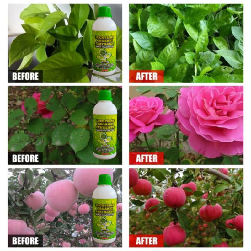 PUPUK ORGANIK CAIR KOMPOS TANAMAN