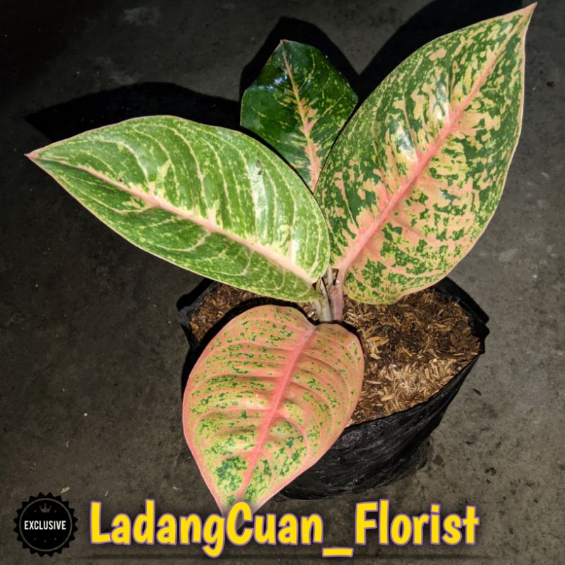 TANAMAN AGLONEMA HQ/HARLEY QUINN SPEK REMAJA