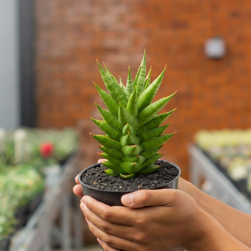 SANSEVIERIA HYBRID PAGODA TOWER ( POT 12 CM )