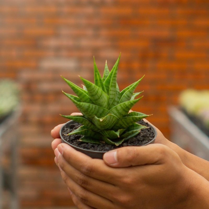 SANSEVIERIA HYBRID SINDORO ( POT 10 CM )