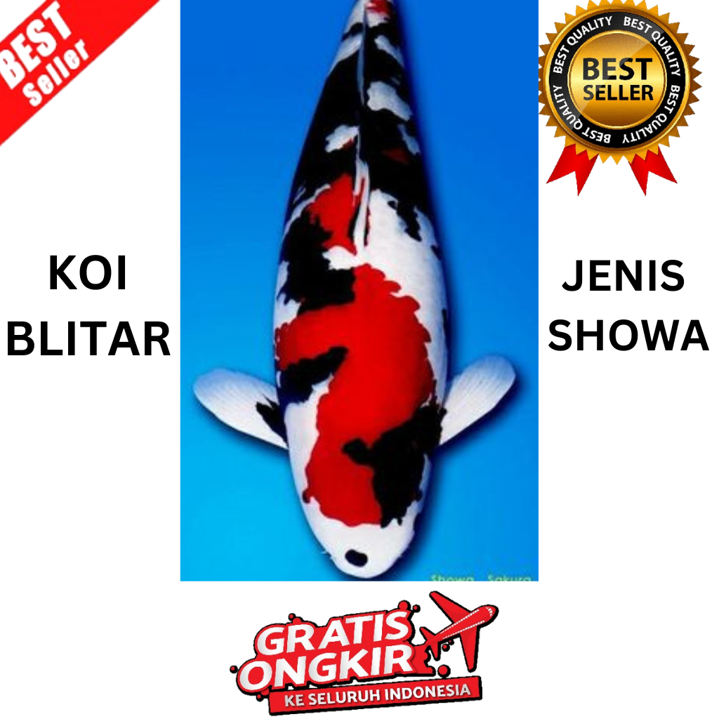 IKAN KOI SHOWA UKURAN 10 CM KOI BLITAR