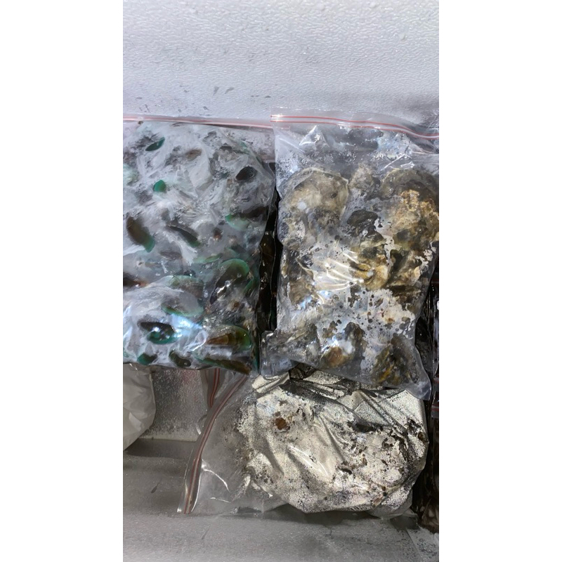 

kerang hijau & Oyster