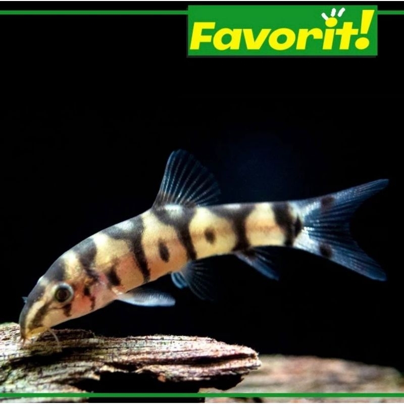 Botia India Ikan Hias Aquascape Lucu Hiasan Aquarium Tanaman Air Tawar