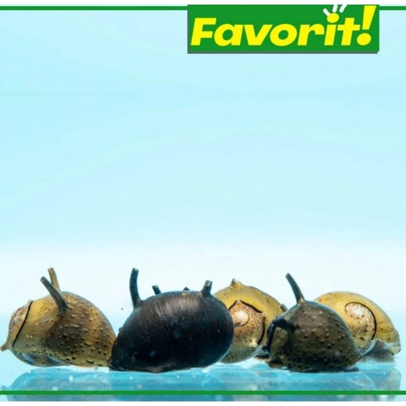 Keong Tanduk Hiasan aquarium Aquascape Ikan Hias Tanaman air Tawar