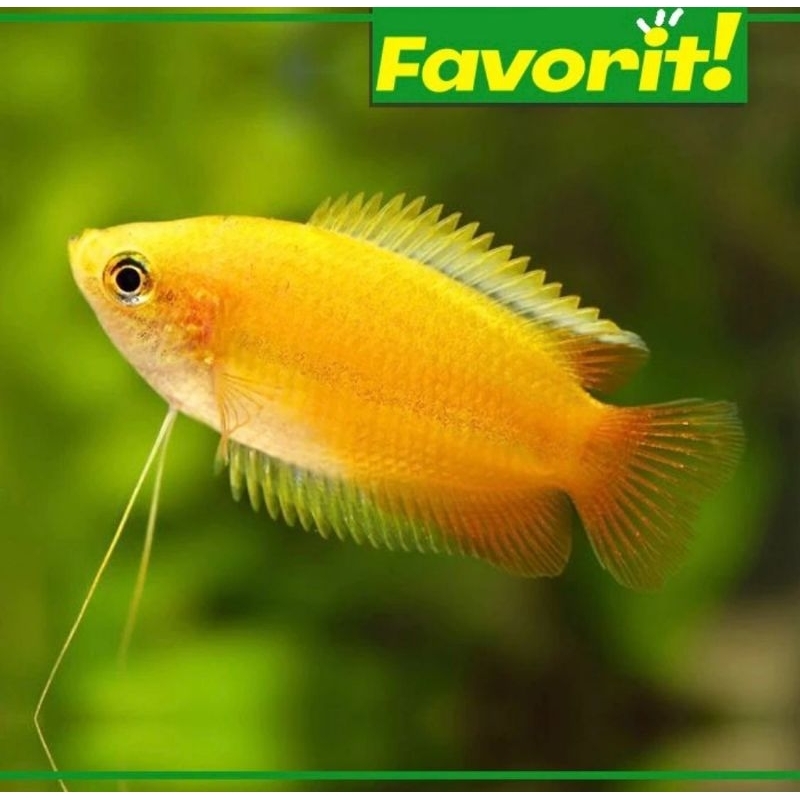 Honey Gourami / Sepat Madu Hiasan Aquarium Aquascape Ikan Hias Air Tawar