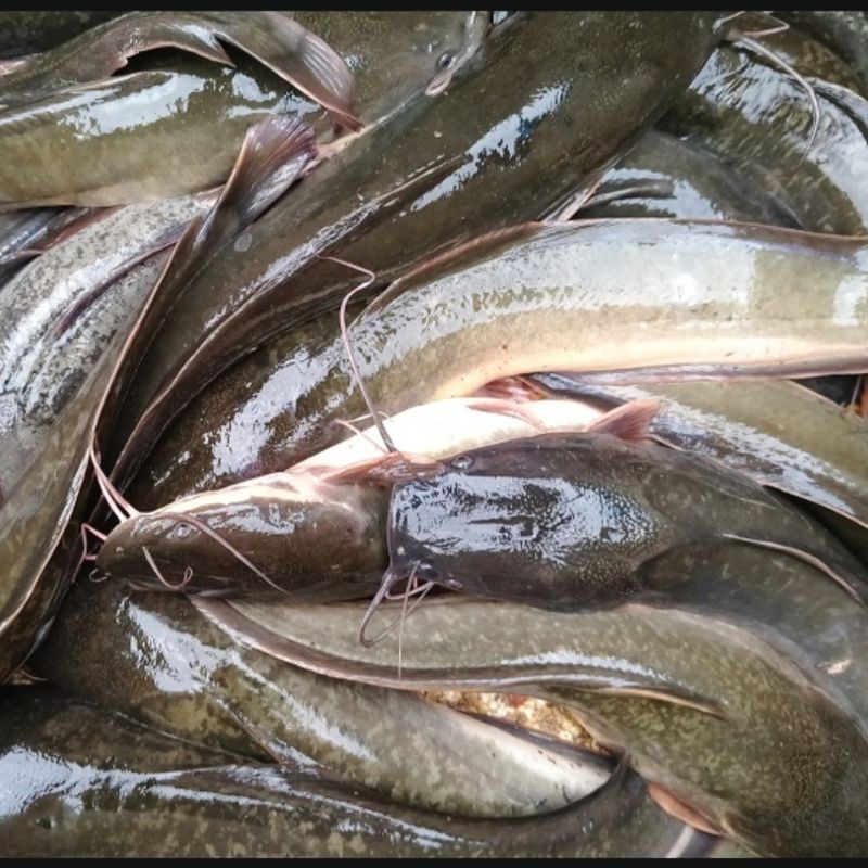 

ikan lele, fresh - 500gr isi 4