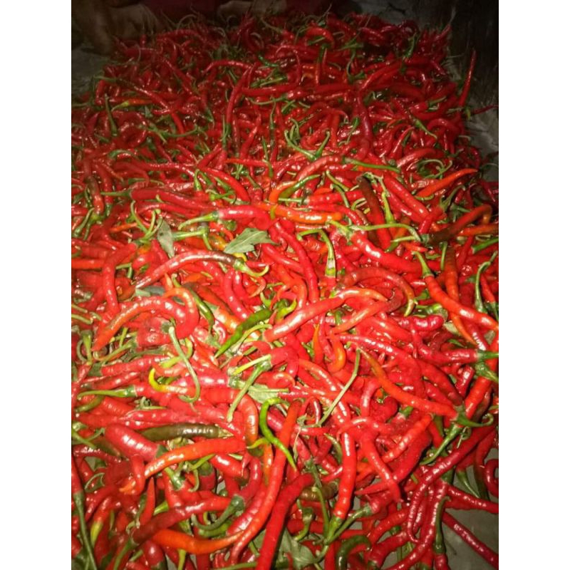 

cabe merah langsung dari petani