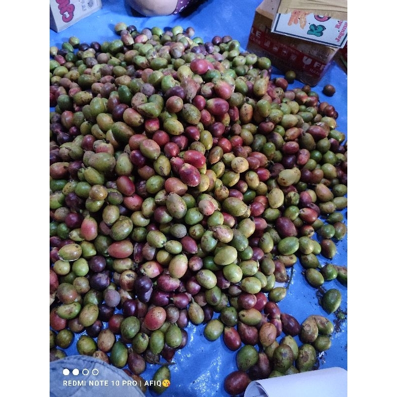 

Buah Matoa Fresh 500 Gr Manis Dan Daging Tebal