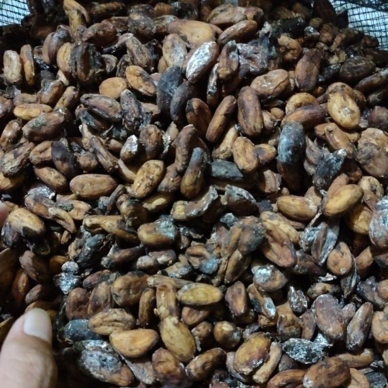 

kakao coklat kering