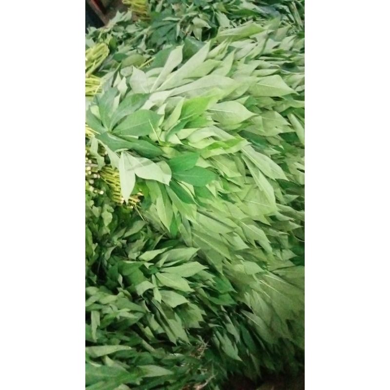 

Daun Singkong/Daun Ubi