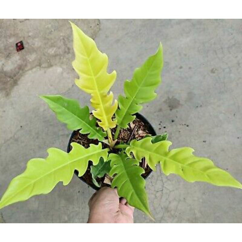 philodendron golden saw/ Tanaman hias philo golden saw