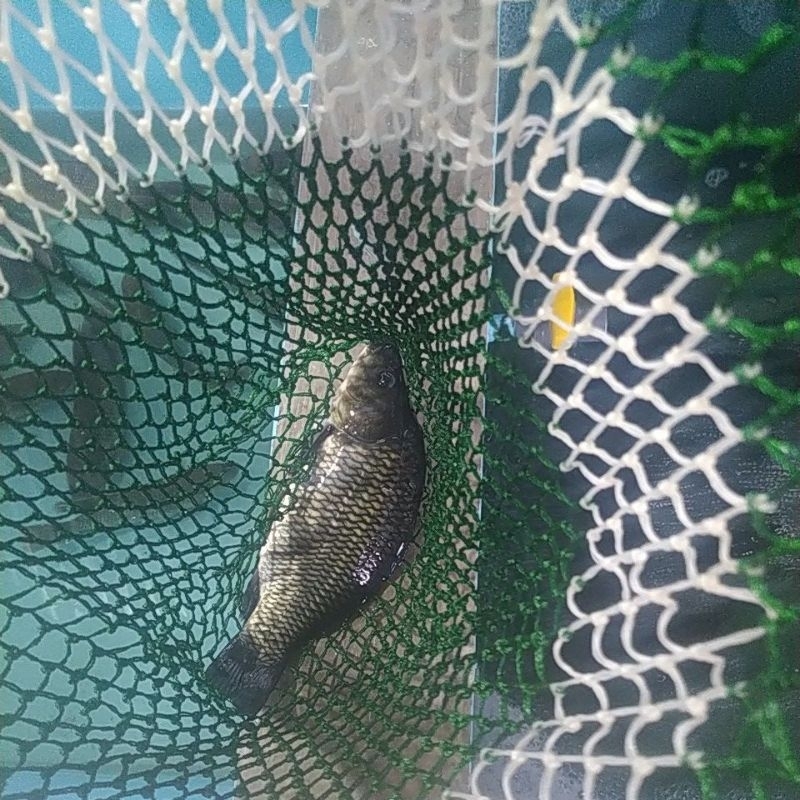 

ikan mas segar