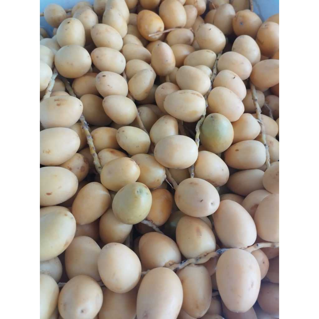 

Kurma muda -fresh murah 1kg