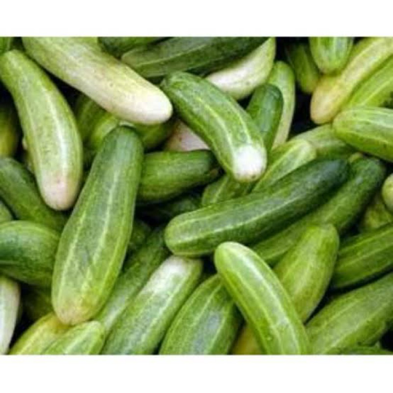 

Timun Organik 1pack 1kg