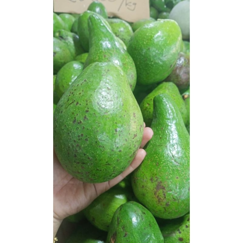 

Alpukat Jumbo Premium 1 Kilo