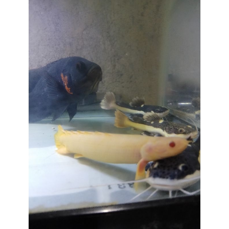 Hiasan aquarium palmas Albino 12+ cm