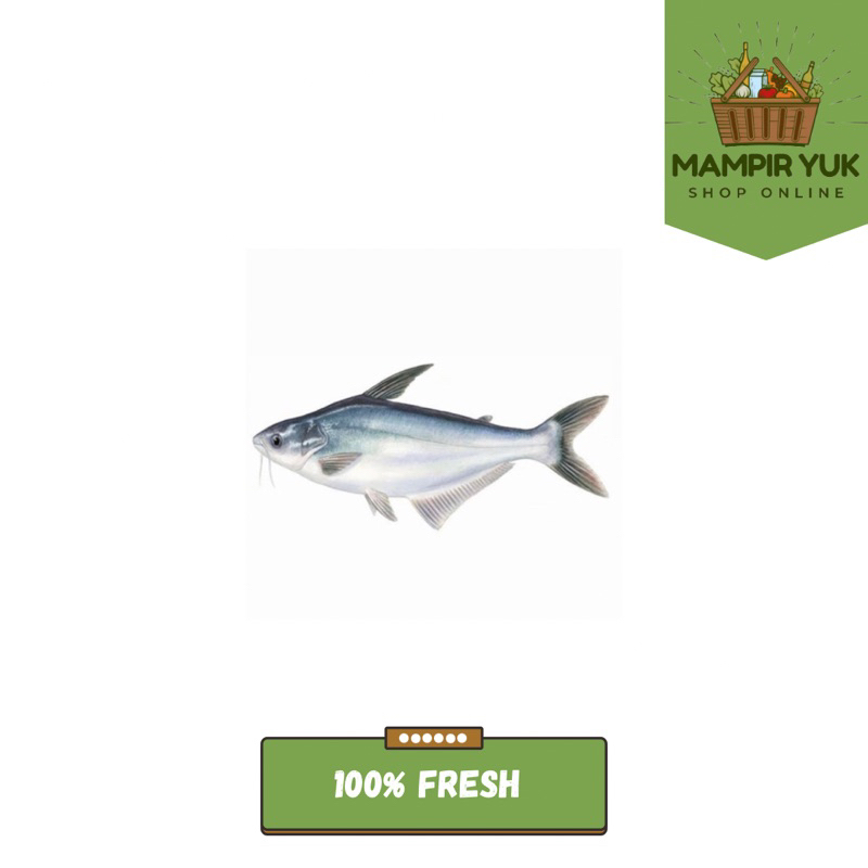 

Ikan patin 1kg | mampiryuk