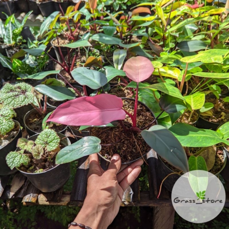 Tanaman hias philodendron pink dark lord - Philodendron dark lord pink