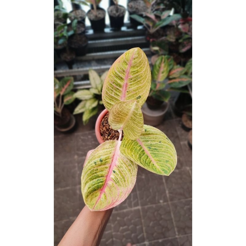 Aglonema Goliath